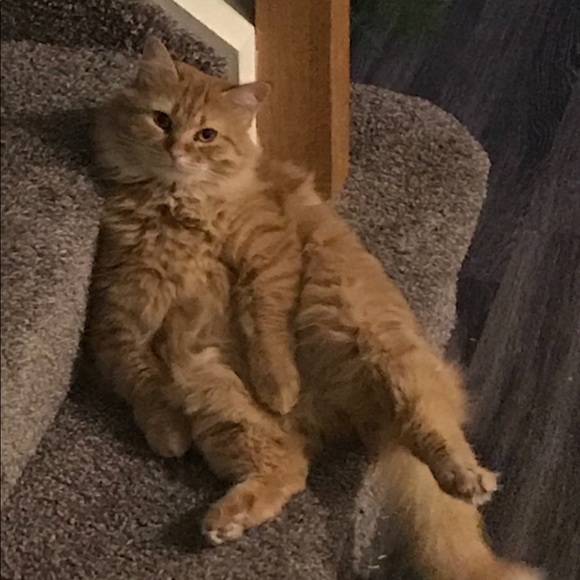 Meet Your Posher!! - Picture 7 of 7